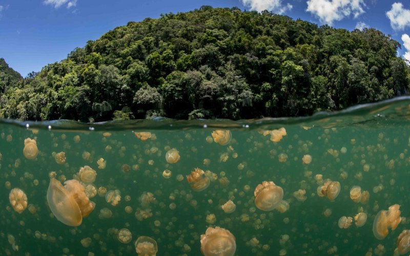 Золотая медуза картинки