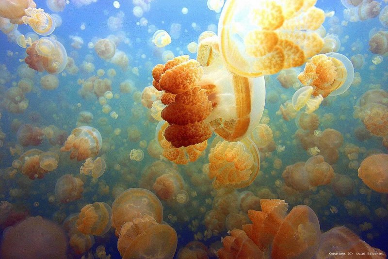 Золотистая медуза