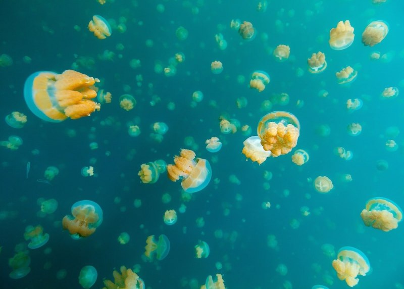 Олег Гапонюк фотограф