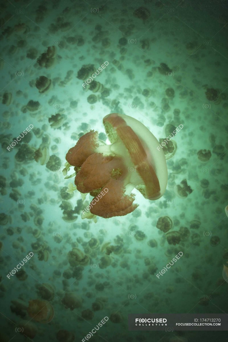 Колокол Номура медуза