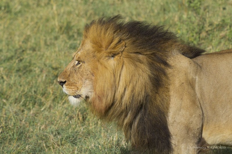 Львы в дикой природе