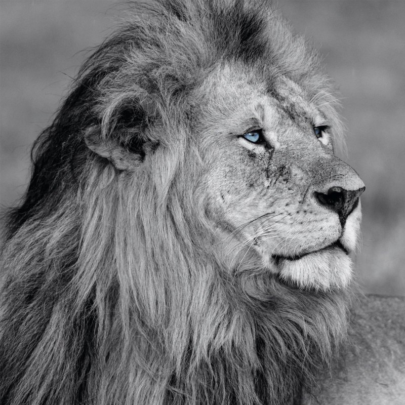 Семья Львов красивые живые