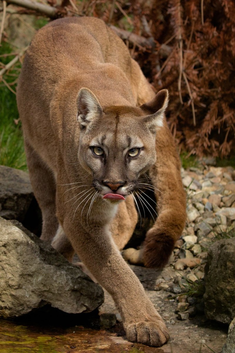 Дина кавказский пленник