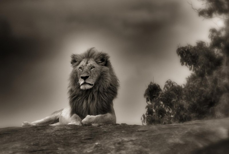 Горный Лев Северной Америки