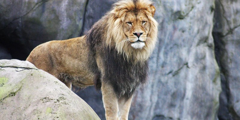 Лев Лева Лион лёв