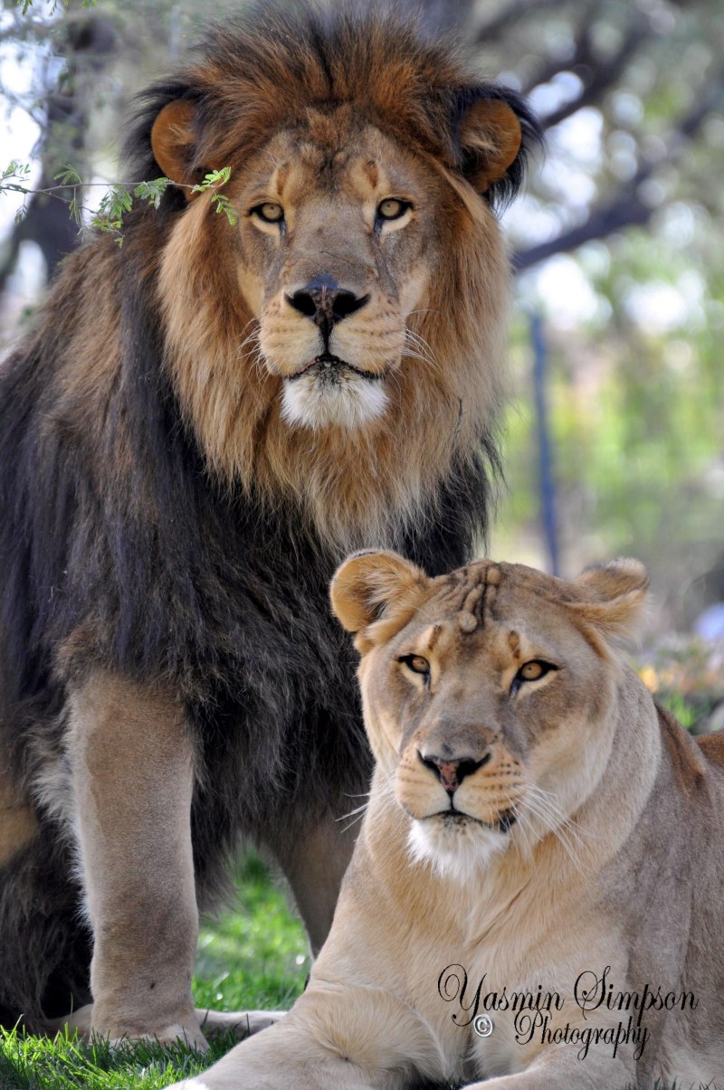 Белый Лев мордочка