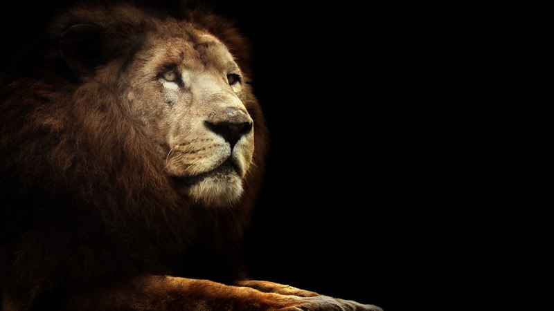 Лев альбинос