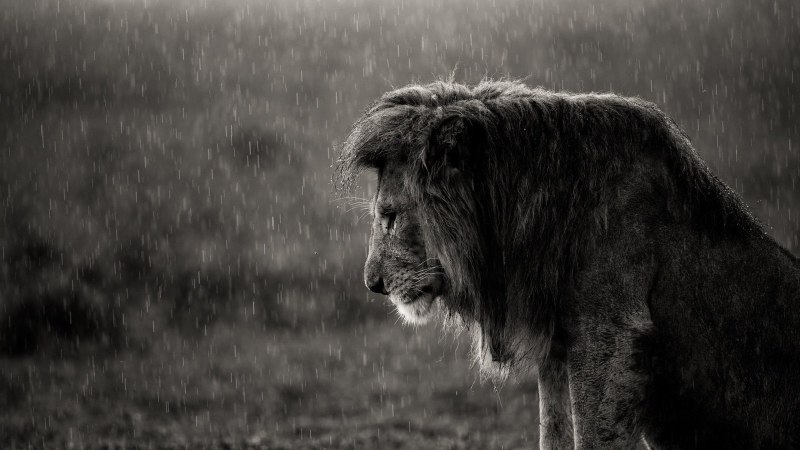 Великий тигр 2015 тигр