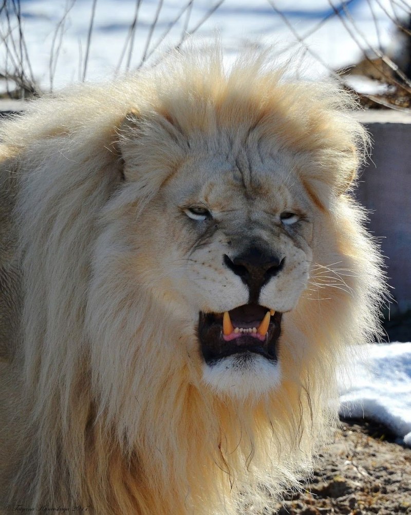 Забавные львята