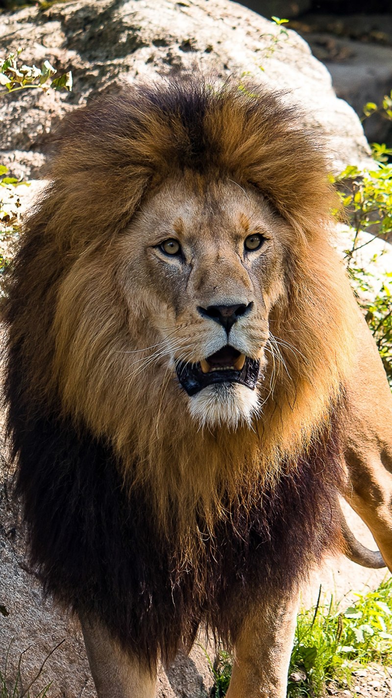 Берберийский Лев