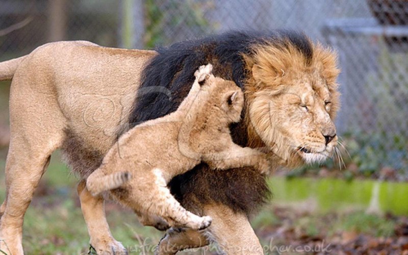 Прайд белых Львов