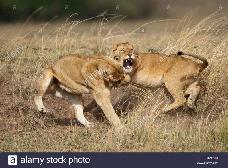 Лев лагорио кавказское ущелье. 1893.