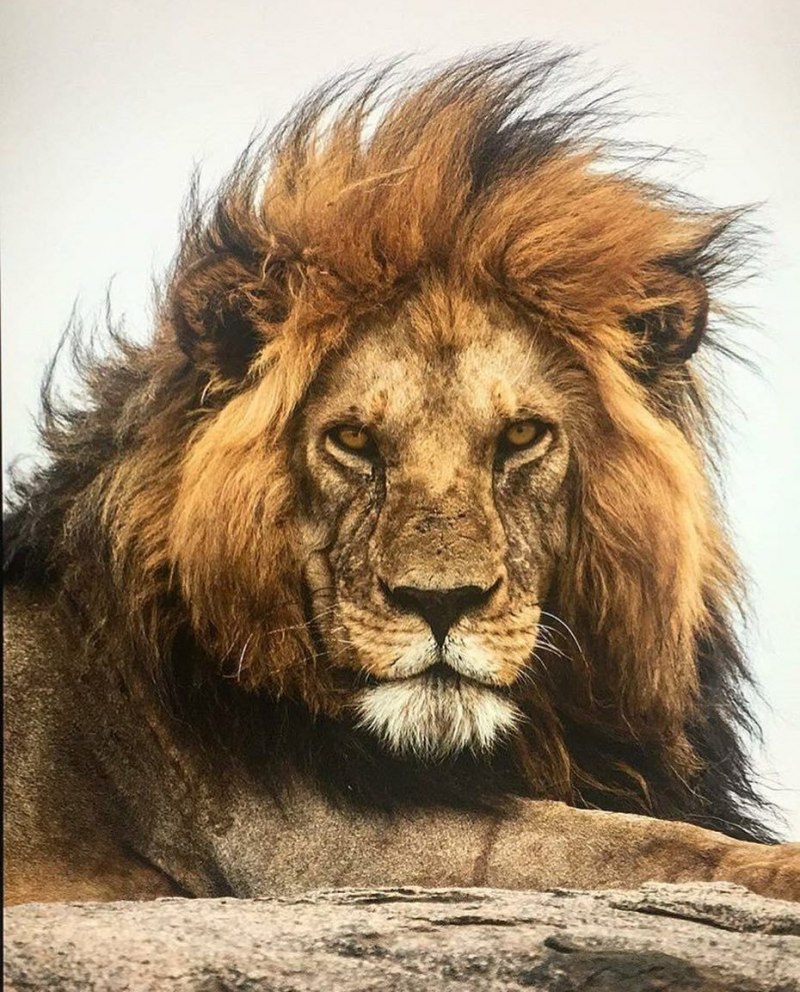 Лев и львица