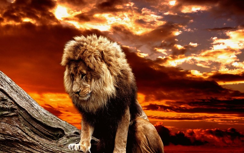 Редфилд- Fractalius.