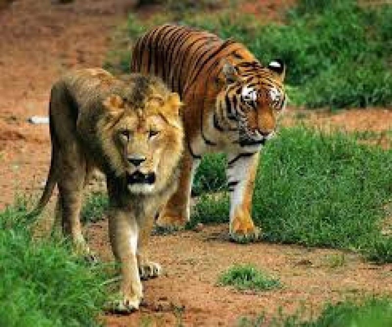 Плачущий Лев