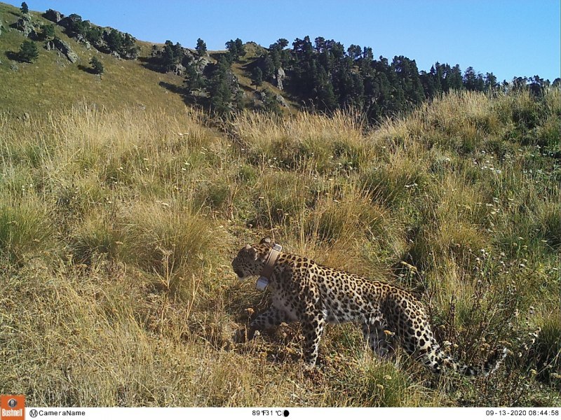 Рамзан Кадыров и волк