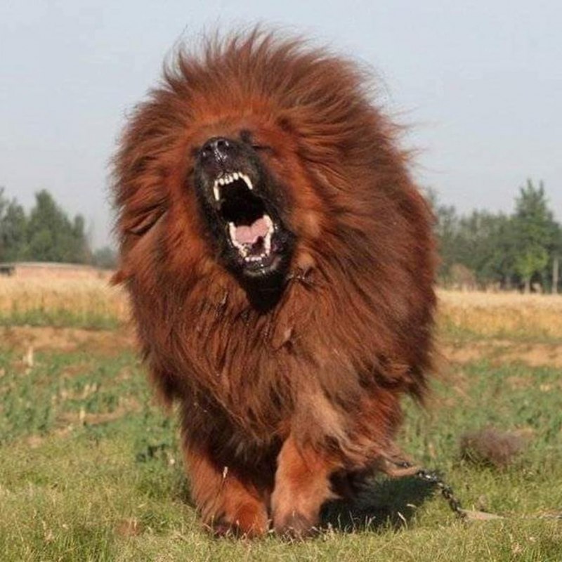 Снежный Барс на памире