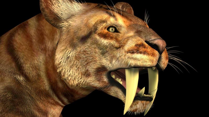 Плейстоценовая мегафауна Смилодон