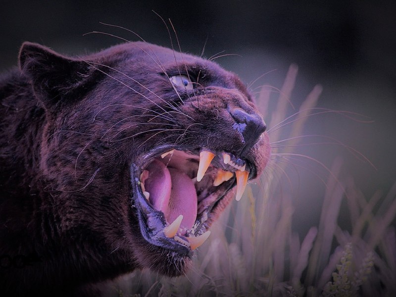 Саблезубый медведь Смилодон