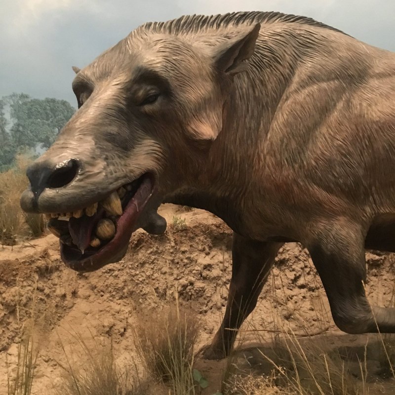 Саблезубый дракон