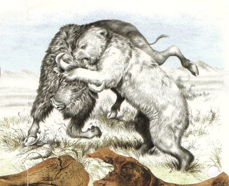 Пещерный медведь Ursus spelaeus