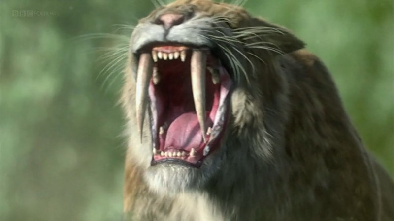 Забу Саблезубый тигр