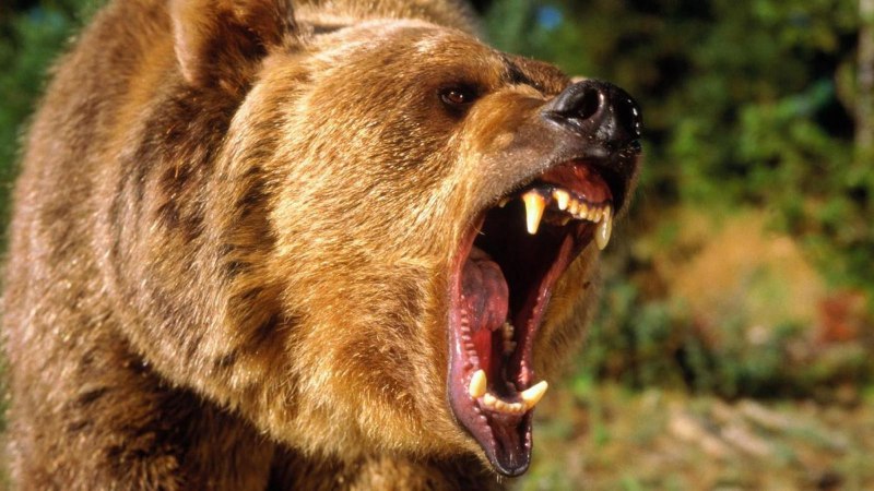 Сумчатый Саблезубый волк