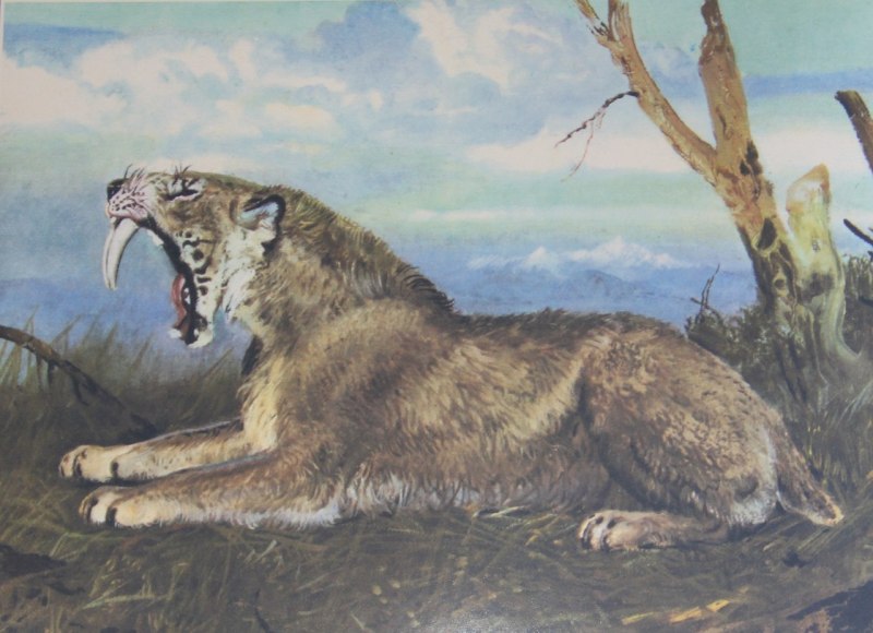 Cмилодон (Саблезубый тигр)