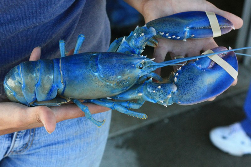 Голубой лангуст