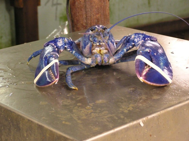 Королевский голубой Омар