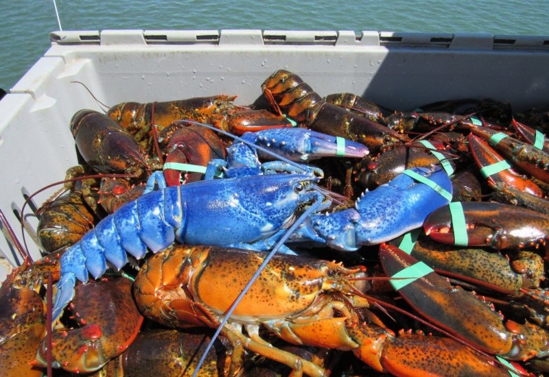 Американский Омар (лобстер)