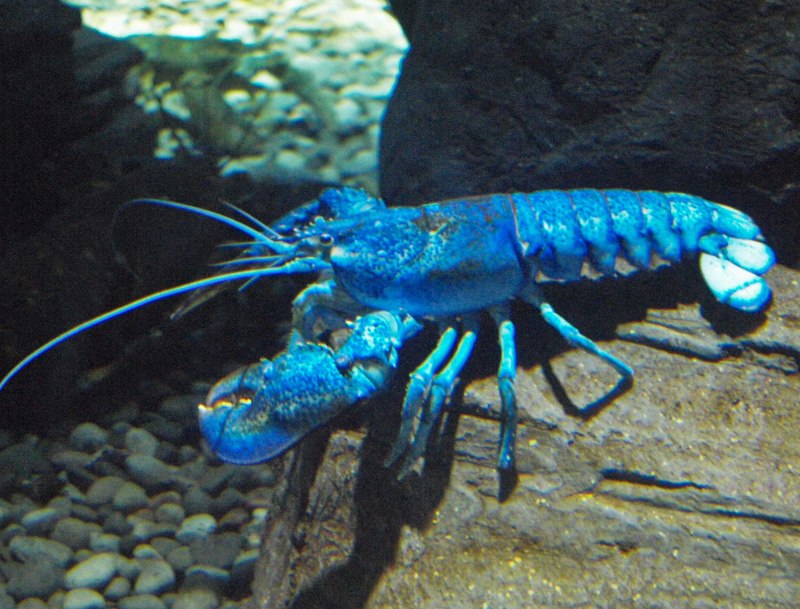 Голубой Королевский лобстер
