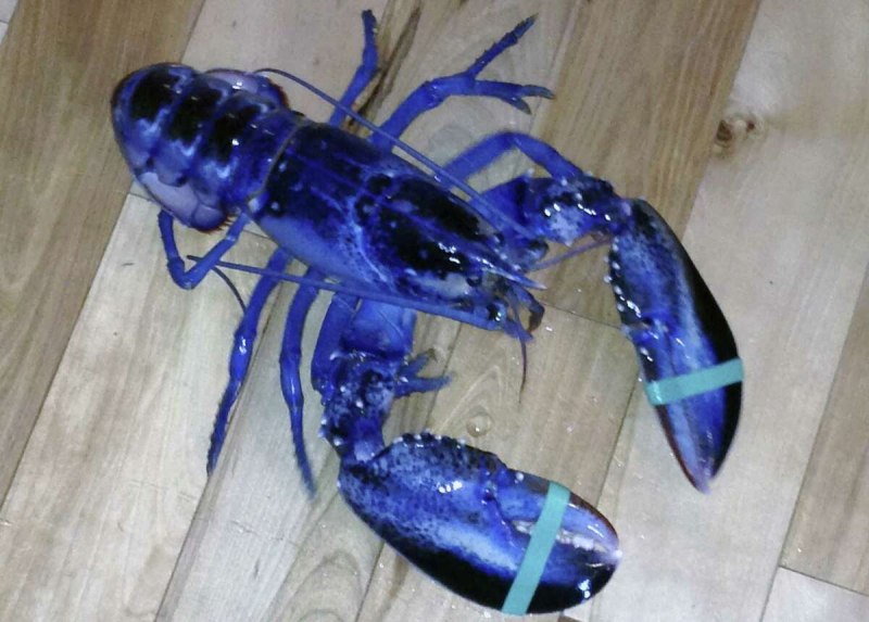 Американский Омар лобстер альбинос