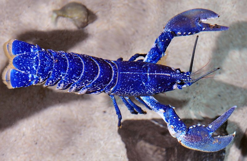 Синий Североатлантический Омар