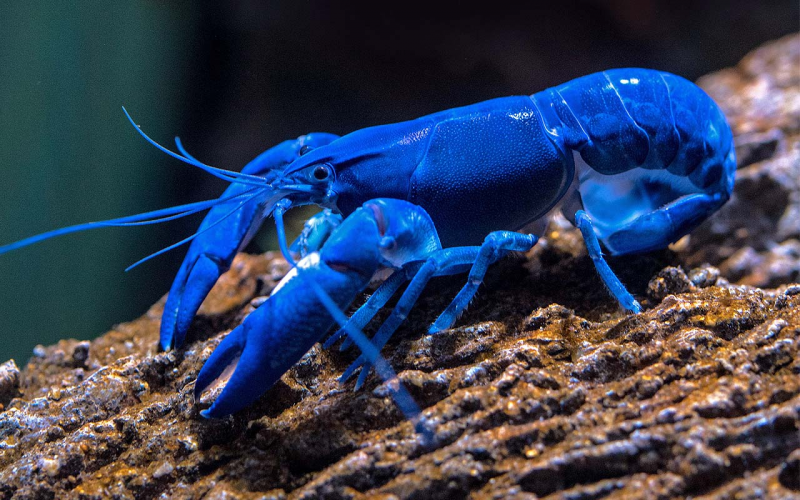 Королевский голубой Омар