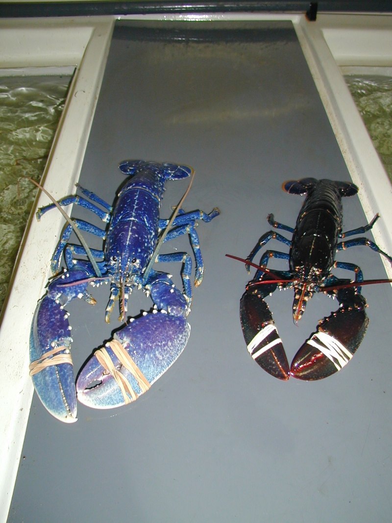 Синий лобстер