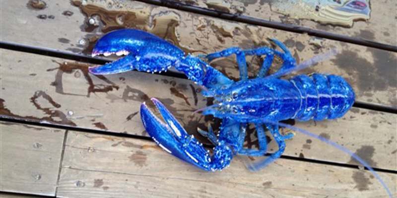 Флоридский Омар