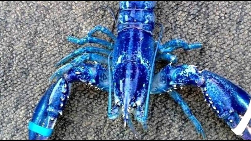 Голубой американский Омар