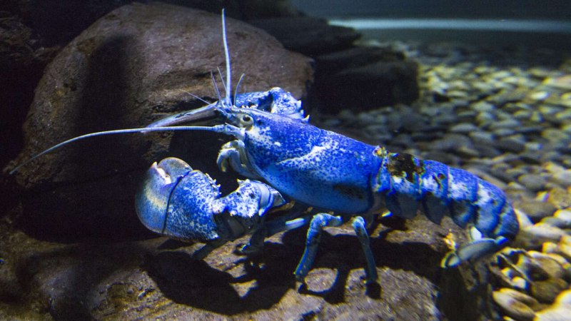 Голубой Омар блюдо