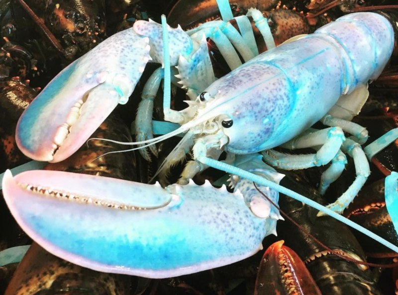 Американский Омар