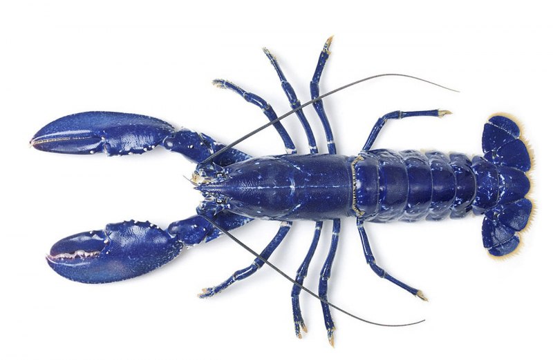 Синий Североатлантический Омар