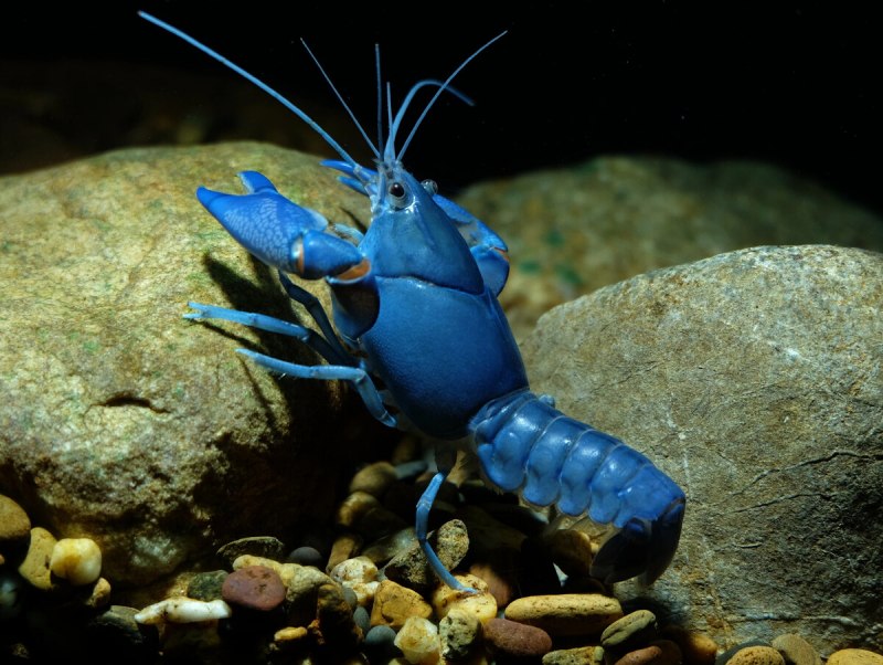 Синий Североатлантический Омар