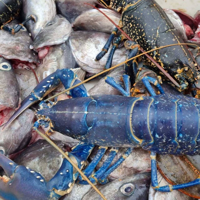 Голубой Омар купить