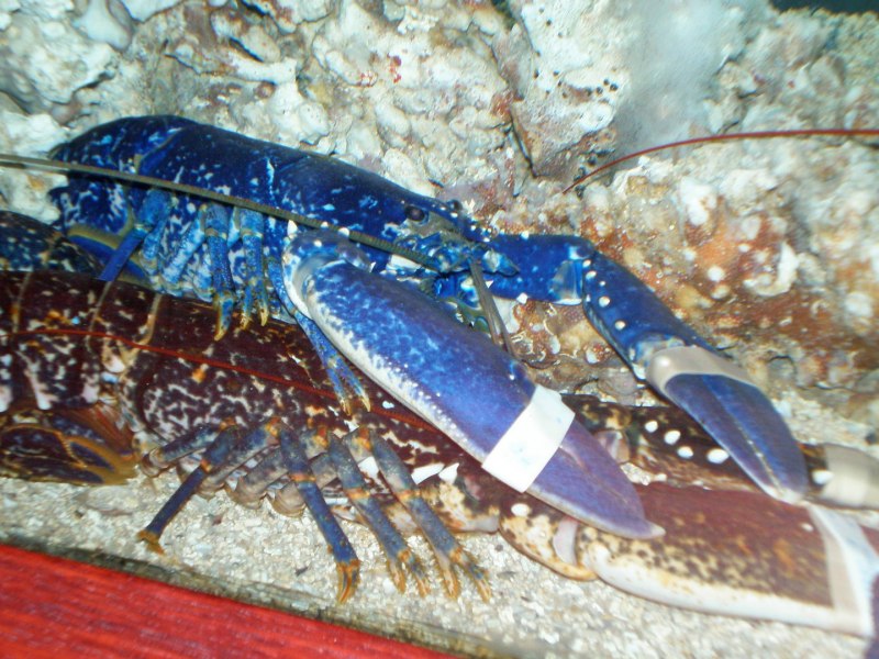 Голубые лобстеры