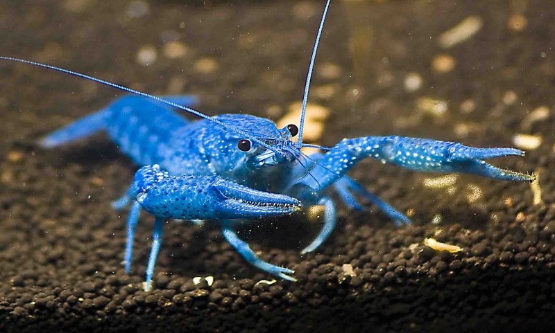Procambarus alleni синий Флоридский рак.