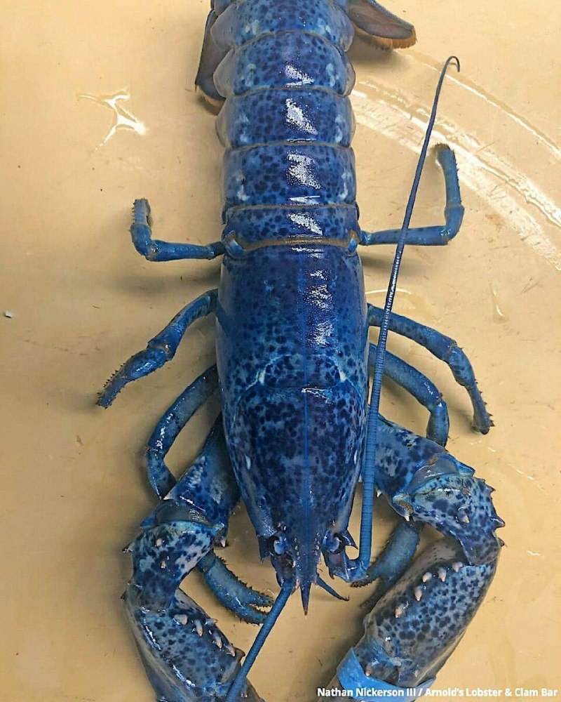 Лобстер ракообразное