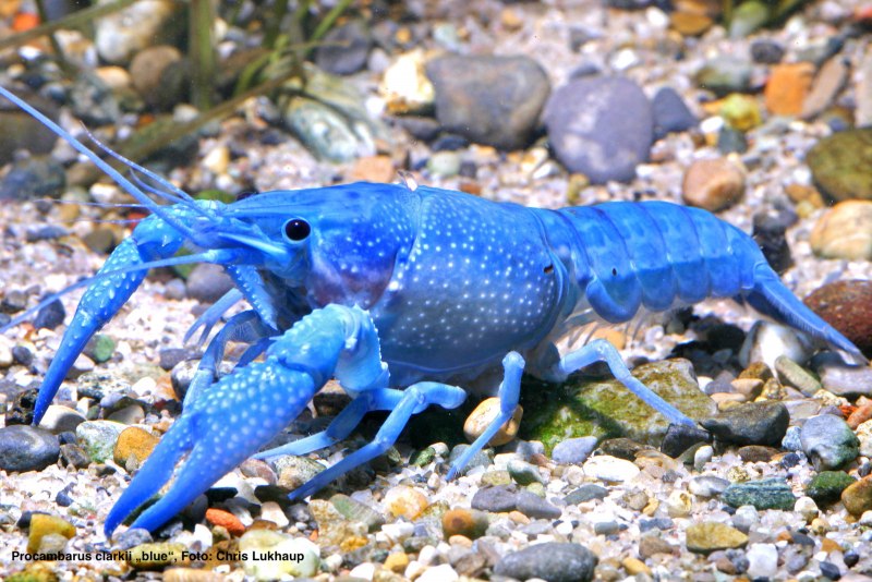 Голубой лобстер
