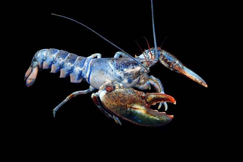 Лобстер приснился