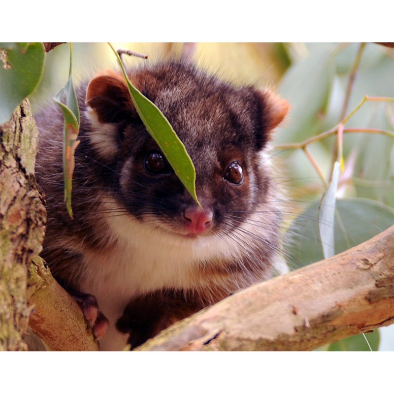 Тасманийский поссум