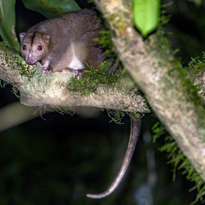 Кольцехвостый кускус